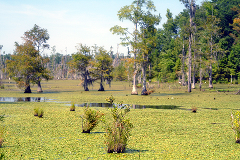 Национальный Парк Конгари (Congaree)